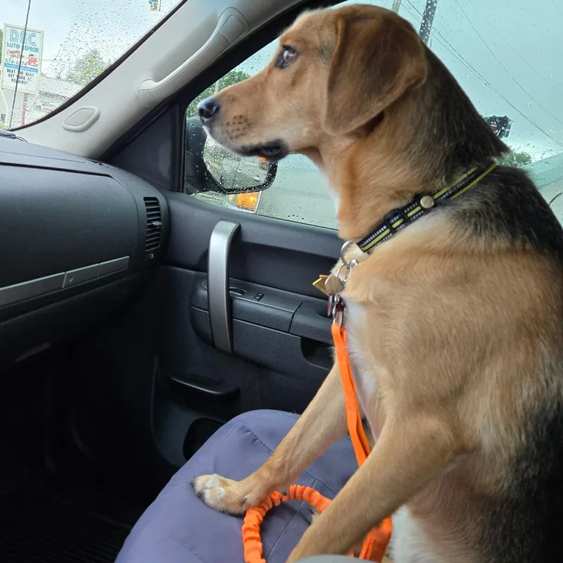 An adult medium-sized male Bicolor Hound dog named Joey for adoption in Cincinnati, OH