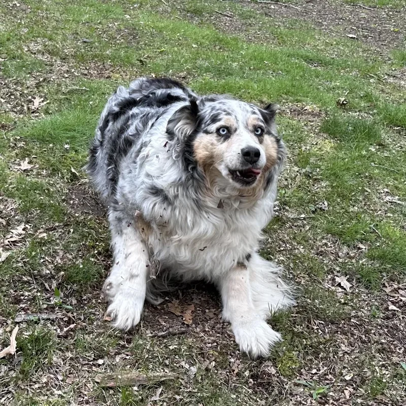An adult medium-sized female Australian Shepherd dog named Ruby Courtesy Listed for adoption in Midland, MI
