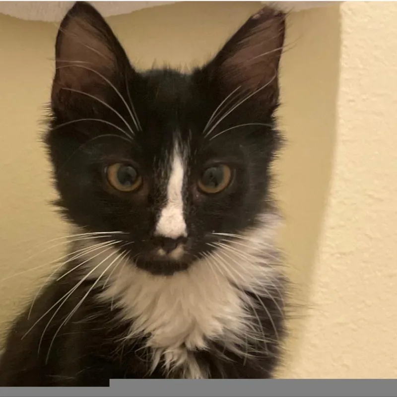 An adult medium-sized male Black Domestic Medium Hair cat named Zeussobawild Dunes  A for adoption in SANTA ROSA BEACH, FL