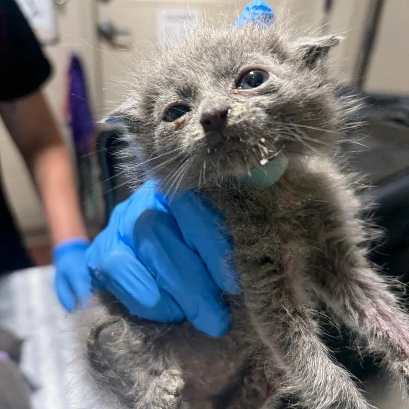 A baby small-sized female Domestic Medium Hair cat named Sasa for adoption in Milton, FL