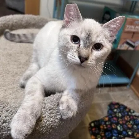 A baby medium-sized female Gray / Blue / Silver Domestic Short Hair cat named Mia for adoption in Springfield, OR