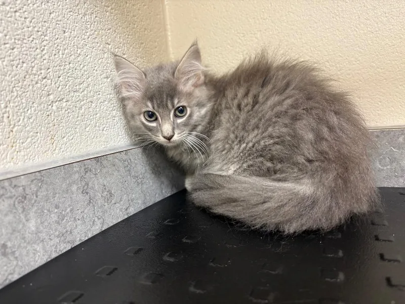 A baby medium-sized female Domestic Long Hair cat named Harlo for adoption in Greeneville, TN