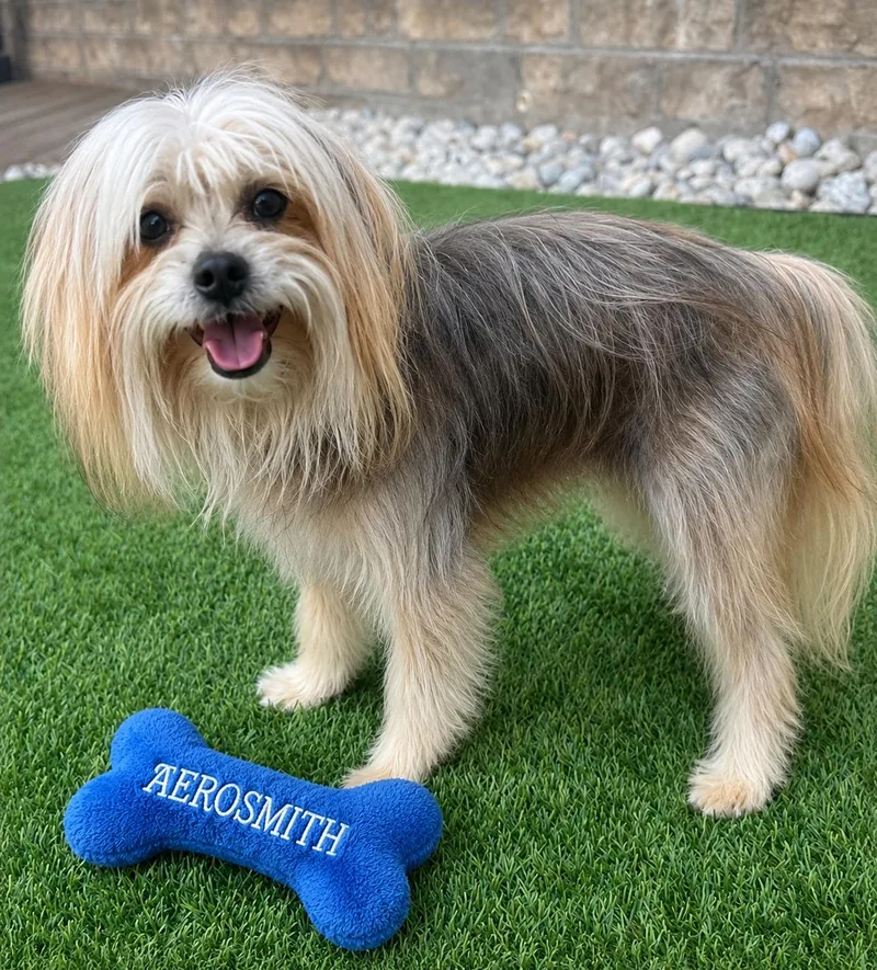 A young small-sized male Chinese Crested Dog dog named Aerosmith for adoption in Dallas, TX