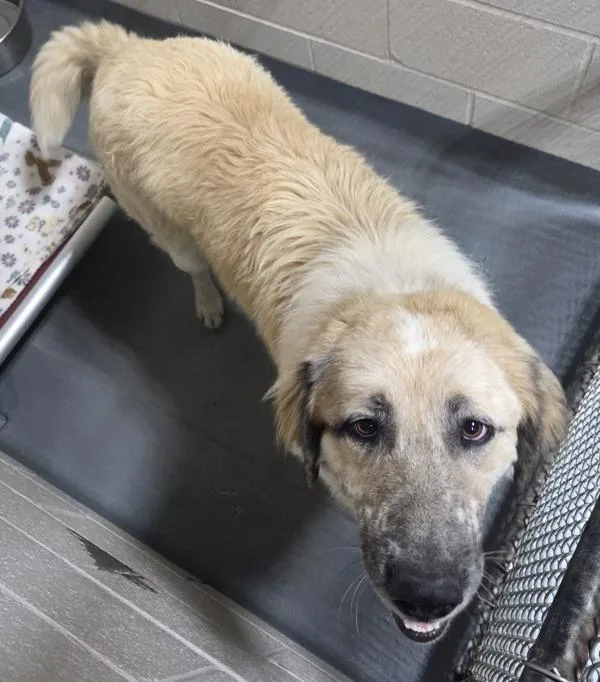 An adult extra large-sized male Great Pyrenees dog named A Ben for adoption in Dallas, GA