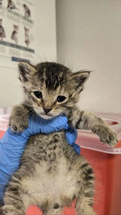 A baby small-sized female Domestic Short Hair cat named Sprinkles for adoption in Fresno, CA