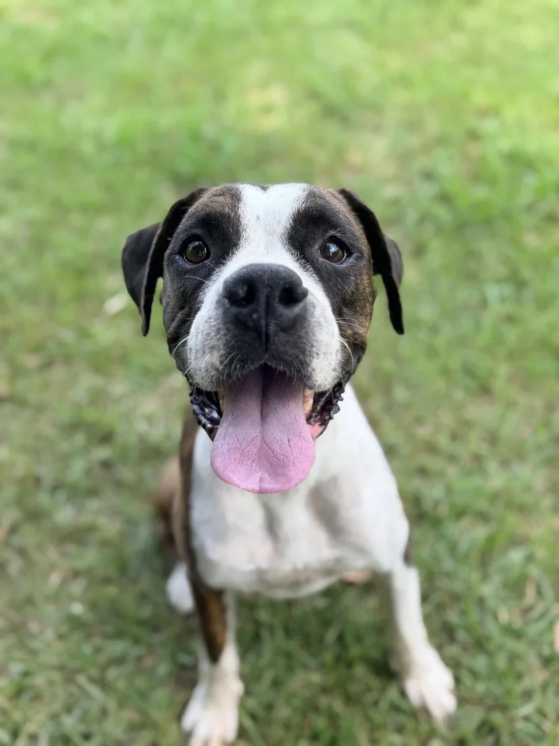 An adult large-sized female Boxer dog named Bia for adoption in Monticello, NY