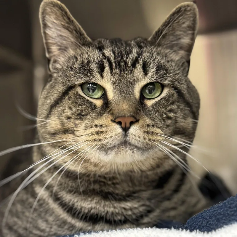 An adult medium-sized male Domestic Short Hair cat named Simba for adoption in Winchendon, MA