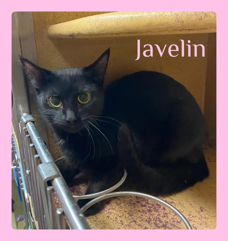 A young medium-sized female Black Tabby cat named Javelin for adoption in Lawton, OK
