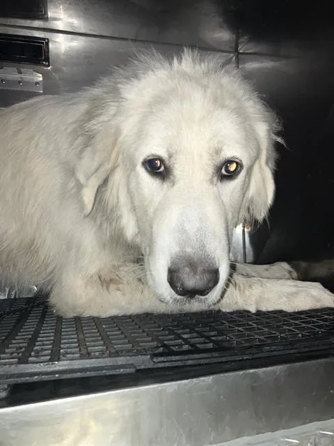 A young medium-sized male Mixed Breed dog named Twigs for adoption in Dallas, TX
