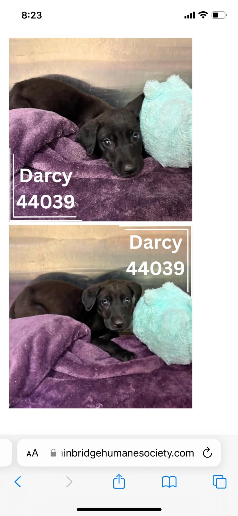 Darcy thumbnail 4