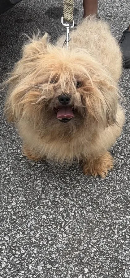 An adult small-sized male Mixed Breed dog named Cormorant for adoption in Chamblee, GA