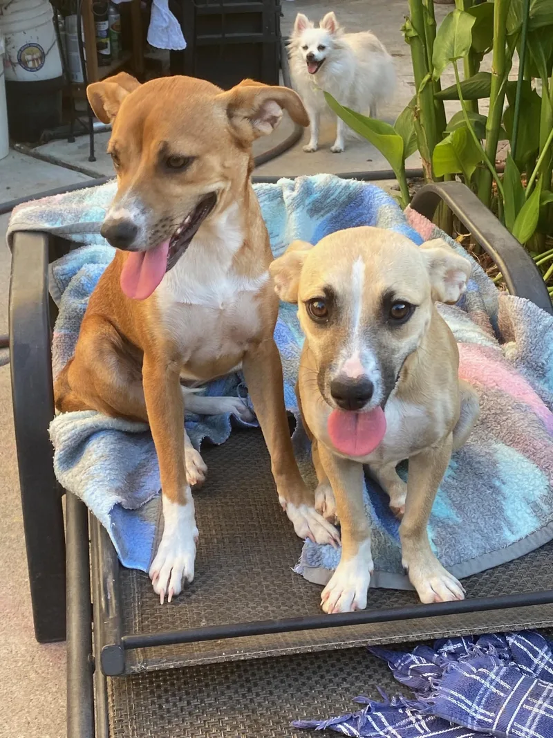 A young medium-sized female Tricolor (Brown, Black, & White) Whippet dog named Sugar for adoption in tracy, CA