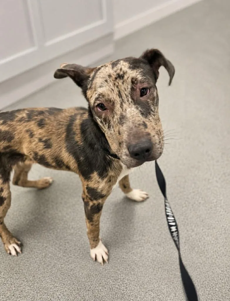 A baby medium-sized female Catahoula Leopard Dog dog named Emery for adoption in Fremont, OH