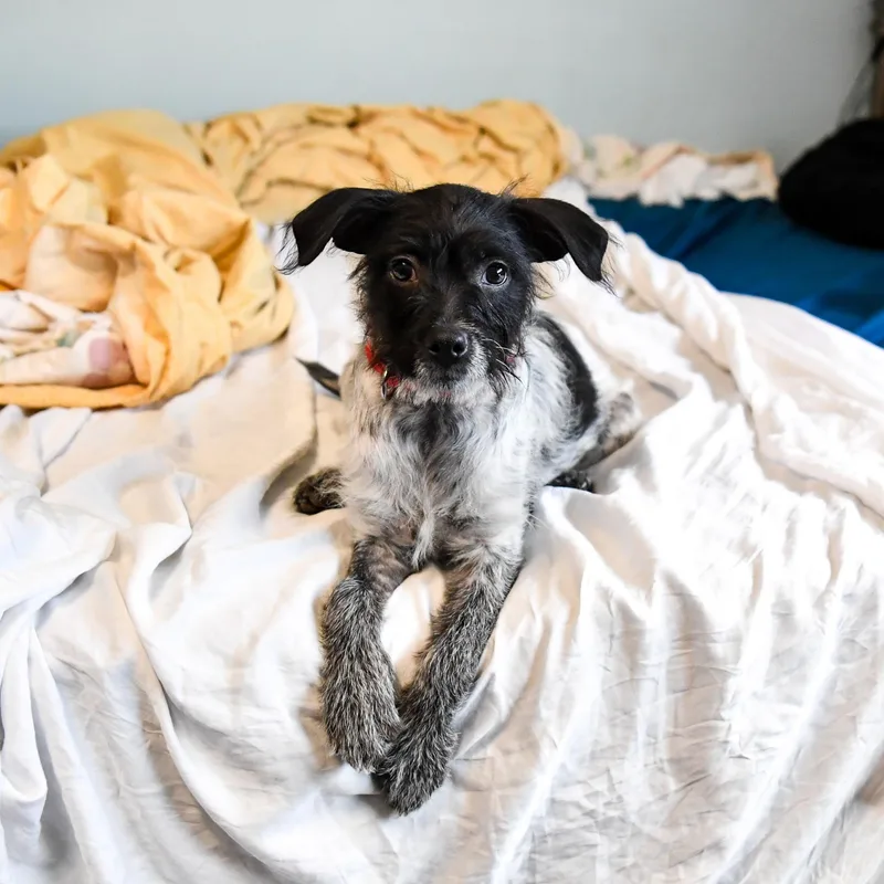 A baby small-sized female Black Terrier dog named Rhaenyra for adoption in Fort Collins, CO