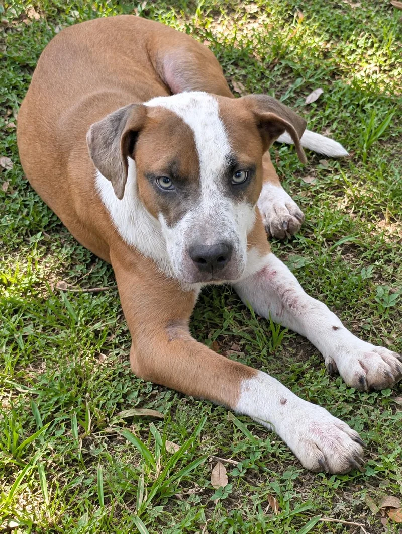 A young medium-sized male Mixed Breed dog named Oliver for adoption in Nahunta, GA