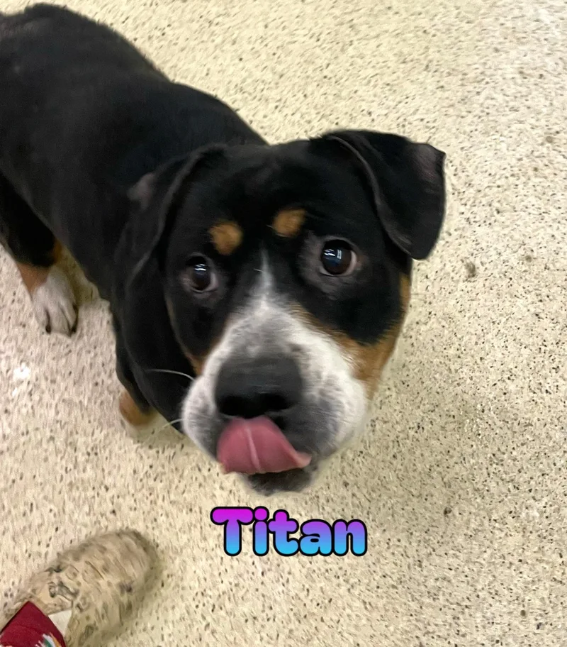 An adult medium-sized male Terrier dog named Titan for adoption in Muncie, IN