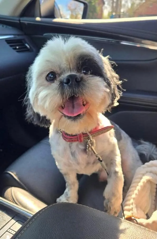 An adult small-sized male Gray / Blue / Silver Shih Tzu dog named Tobee for adoption in Crown Point, IN