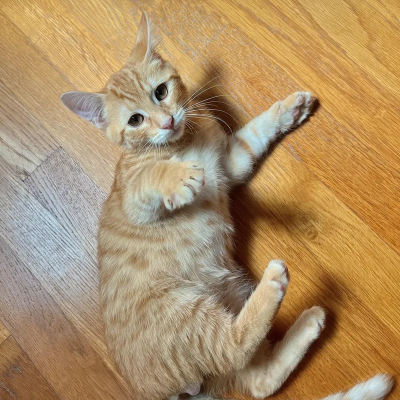 A baby small-sized male Tabby (Orange / Red) Domestic Short Hair cat named Chipper for adoption in Richmond, VA