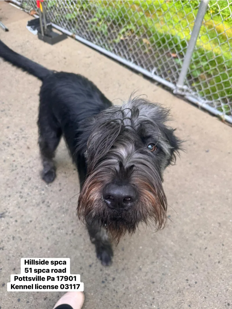 A young large-sized male Black Giant Schnauzer dog named Ollie for adoption in Pottsville, PA