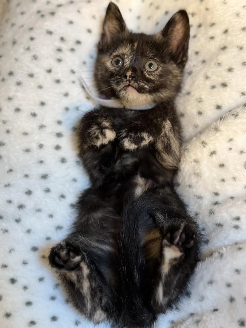 Cirrus