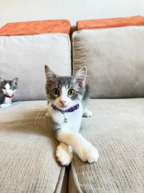 A baby medium-sized female Gray & White Domestic Short Hair cat named Flower for adoption in Houston, TX