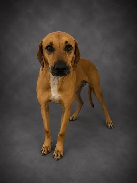 An adult medium-sized female Black Mouth Cur dog named Reba for adoption in Winter Haven, FL