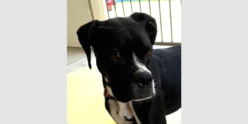 A young medium-sized female Tricolor (Brown, Black, & White) Boxer dog named Peanut IV  ABR for adoption in Hewitt, TX