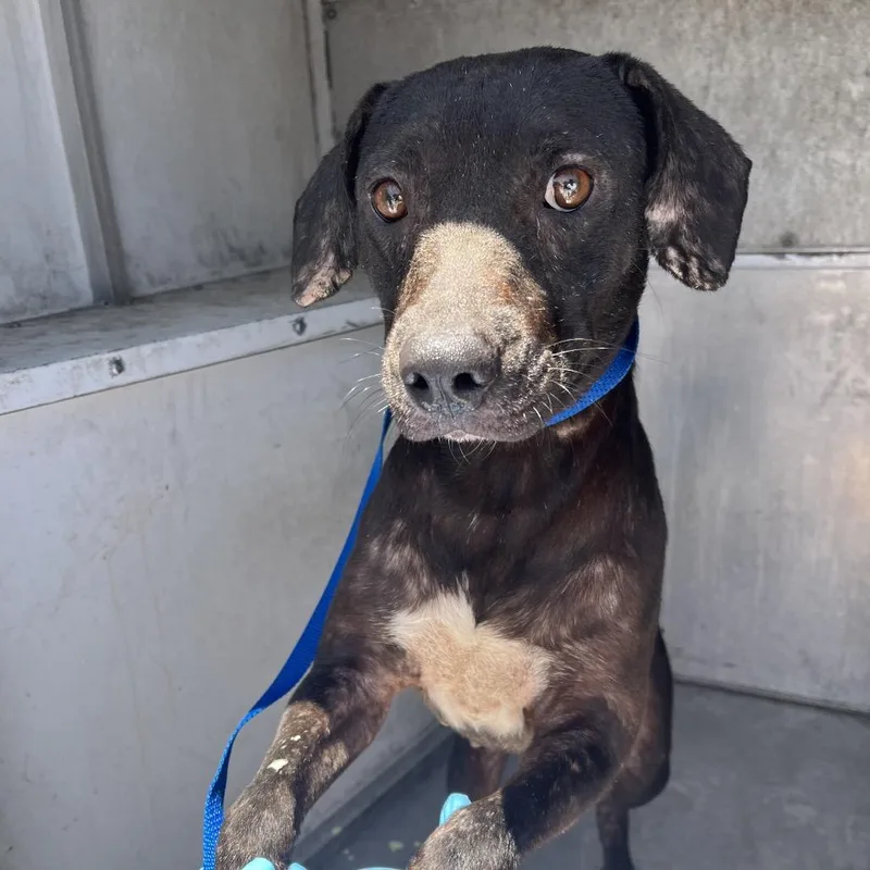 An adult medium-sized female Black Labrador Retriever dog named Betsy for adoption in Edinburg, TX