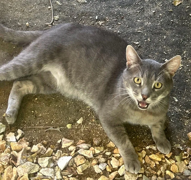 An adult medium-sized male Domestic Short Hair cat named Stanley! for adoption in Woodland, CA