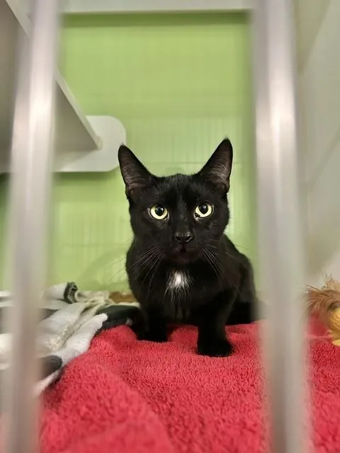 An adult medium-sized female Black Domestic Short Hair cat named Purrfecta for adoption in Muskegon, MI