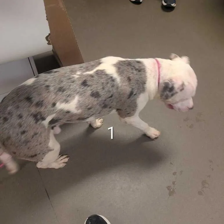 A young medium-sized male White / Cream Mixed Breed dog named Frozen for adoption in Asheville, NC