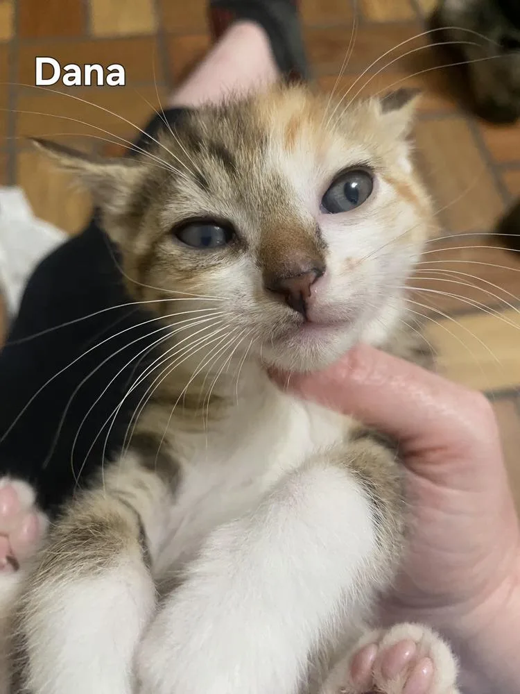 A baby small-sized female Orange & White Domestic Short Hair cat named Dana for adoption in Greenbelt, MD
