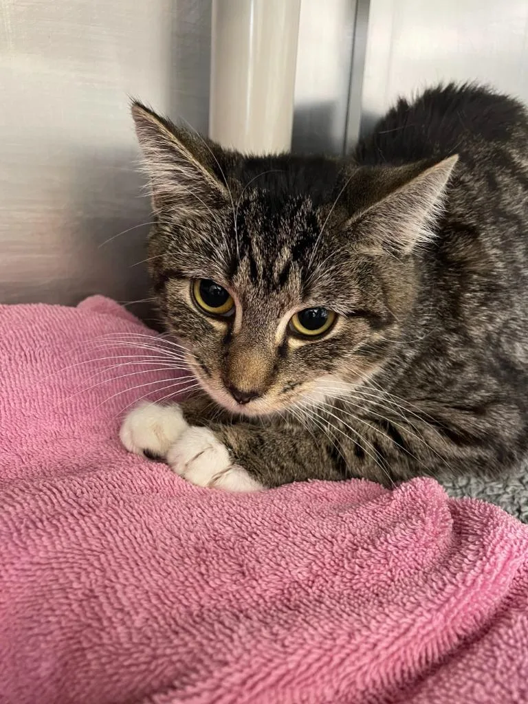 Linda Mae thumbnail 2