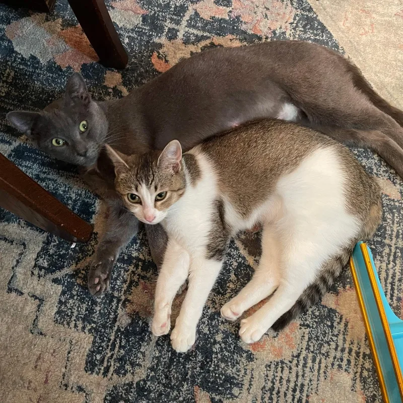 Creedence thumbnail 2