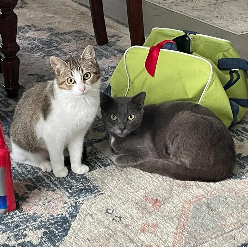 Creedence thumbnail 3