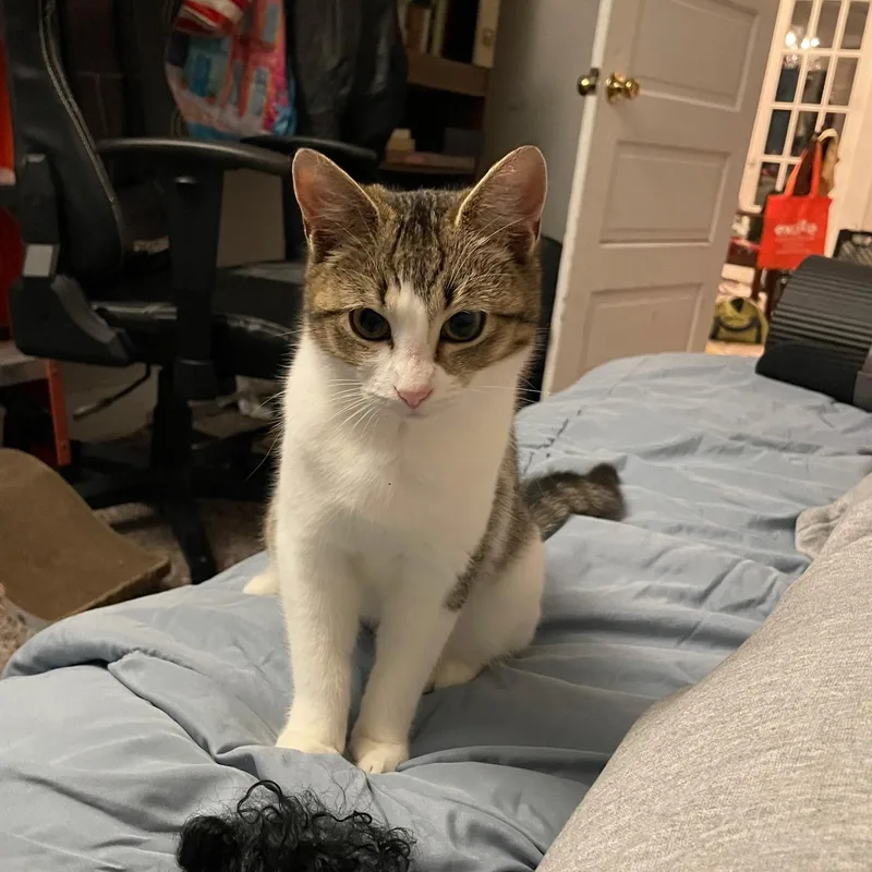 Creedence thumbnail 5