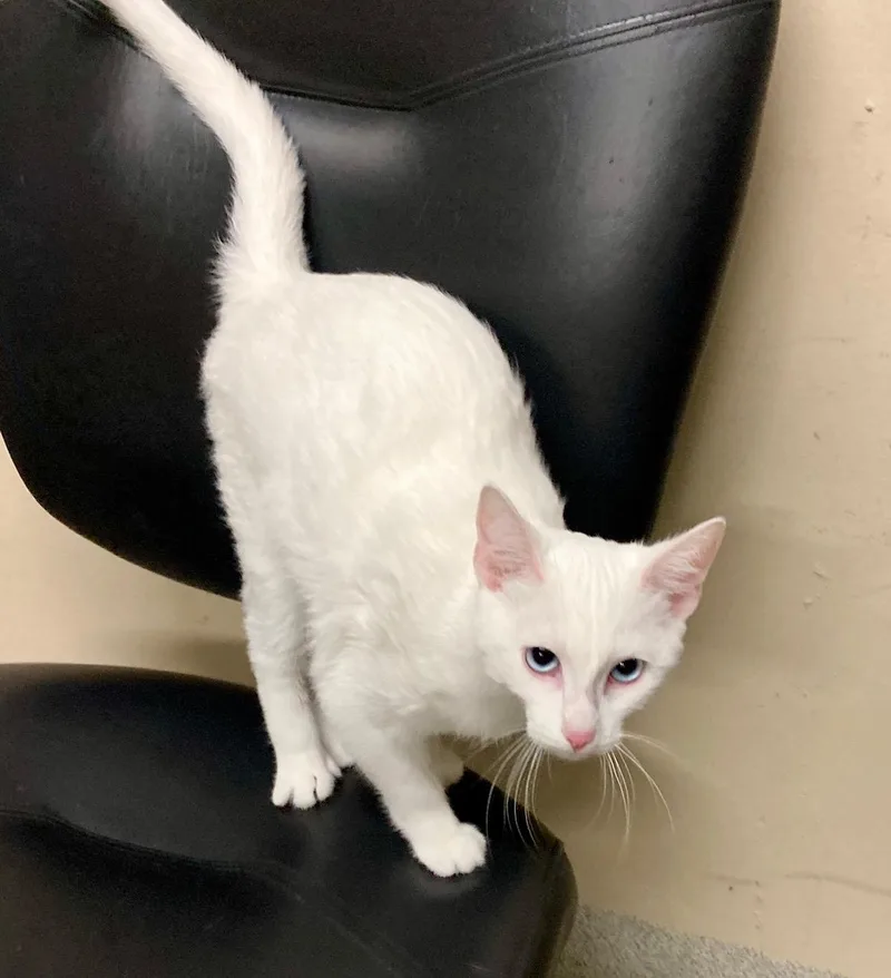 Mozzarella thumbnail 2