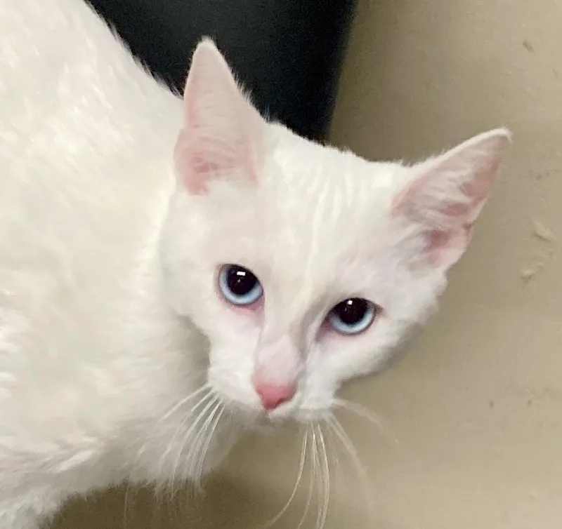 A young medium-sized female White Domestic Short Hair cat named Mozzarella for adoption in Camp Pendleton, CA