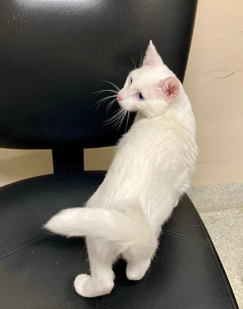 Mozzarella thumbnail 3