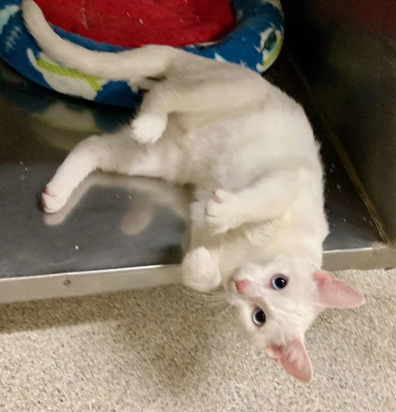 Mozzarella thumbnail 4