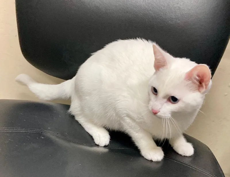 Mozzarella thumbnail 5