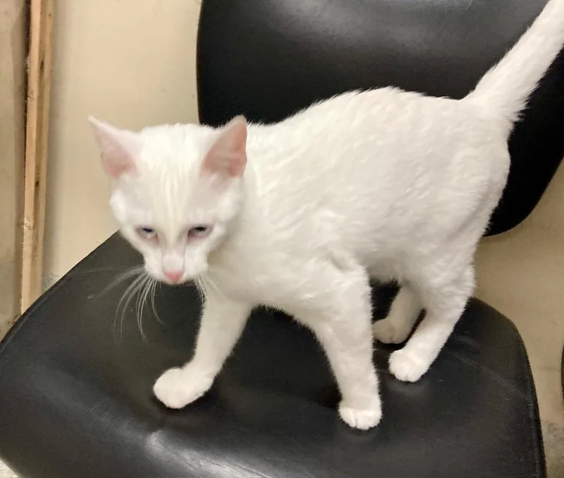 Mozzarella thumbnail 6