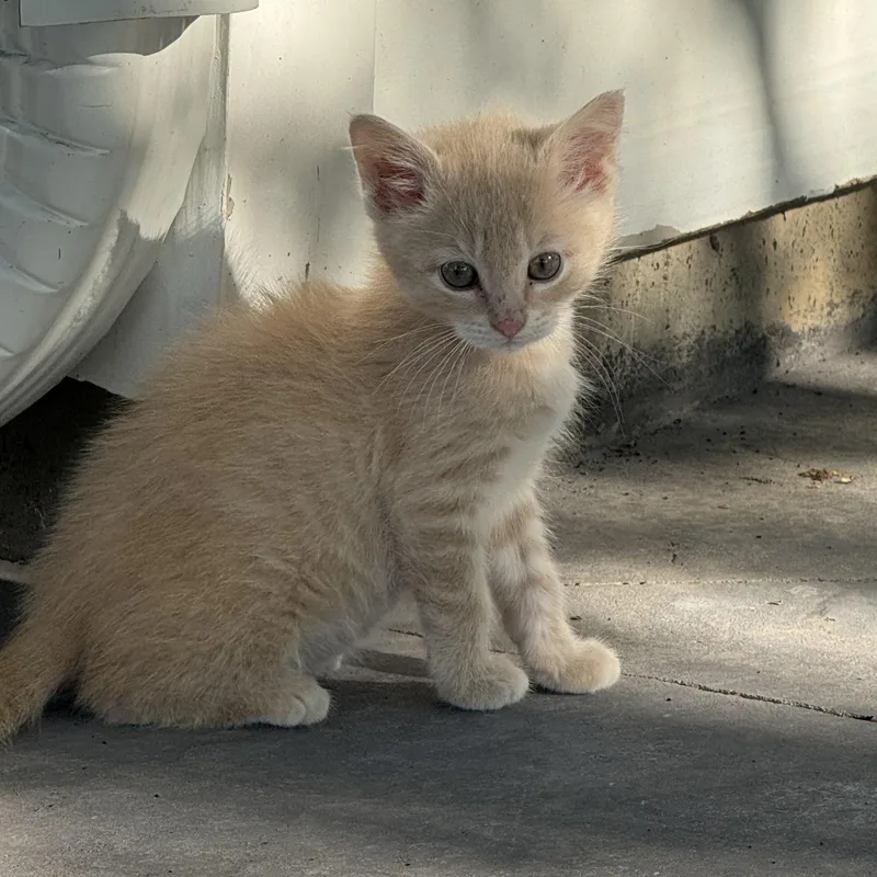 A baby medium-sized male Buff & White Domestic Short Hair cat named Mack for adoption in Valley Center, KS