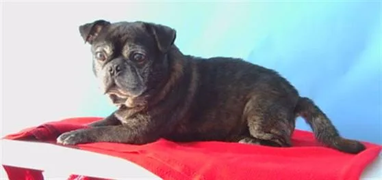 An adult small-sized male Pug dog named Juno for adoption in Gardena, CA