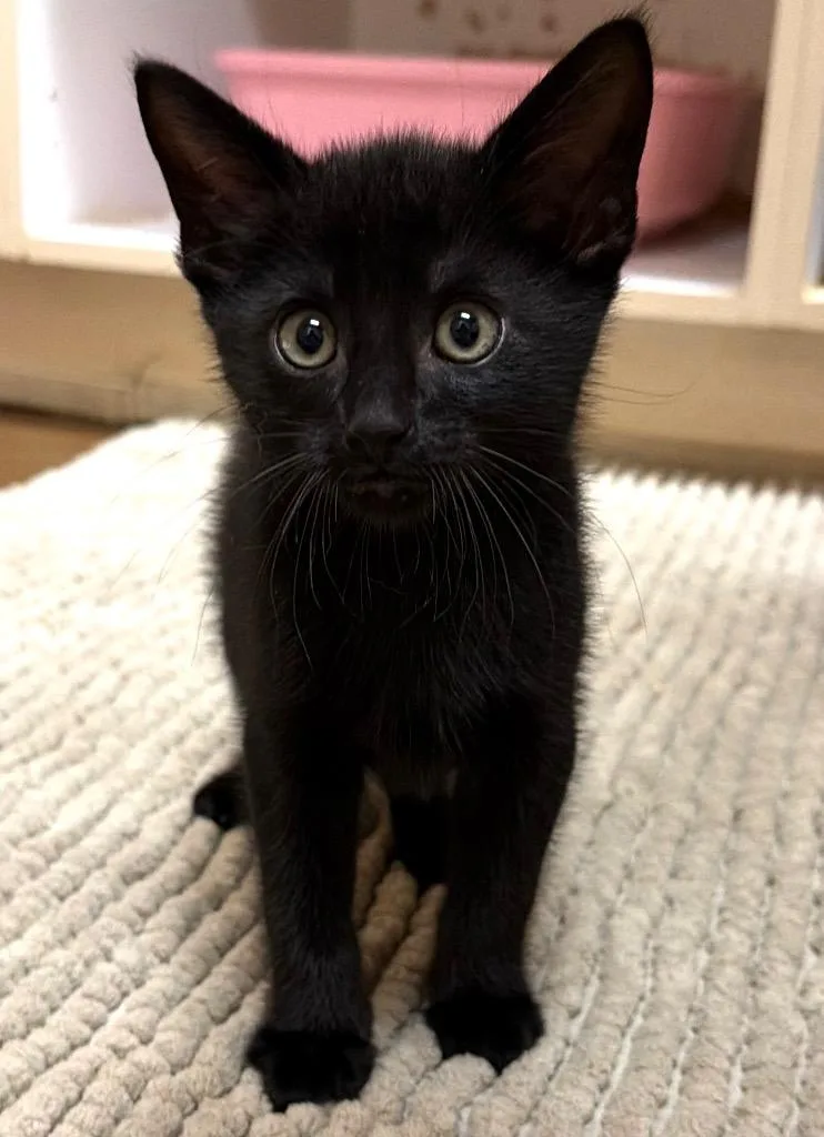 Kylo
