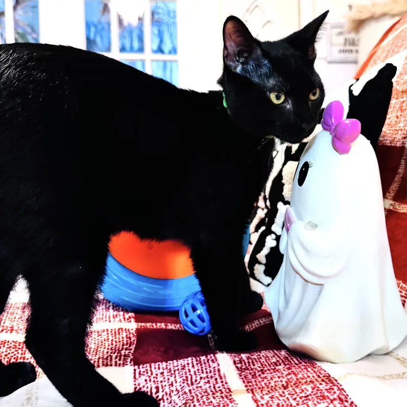 A baby small-sized male Black Domestic Short Hair cat named Pippin for adoption in Liverpool, TX