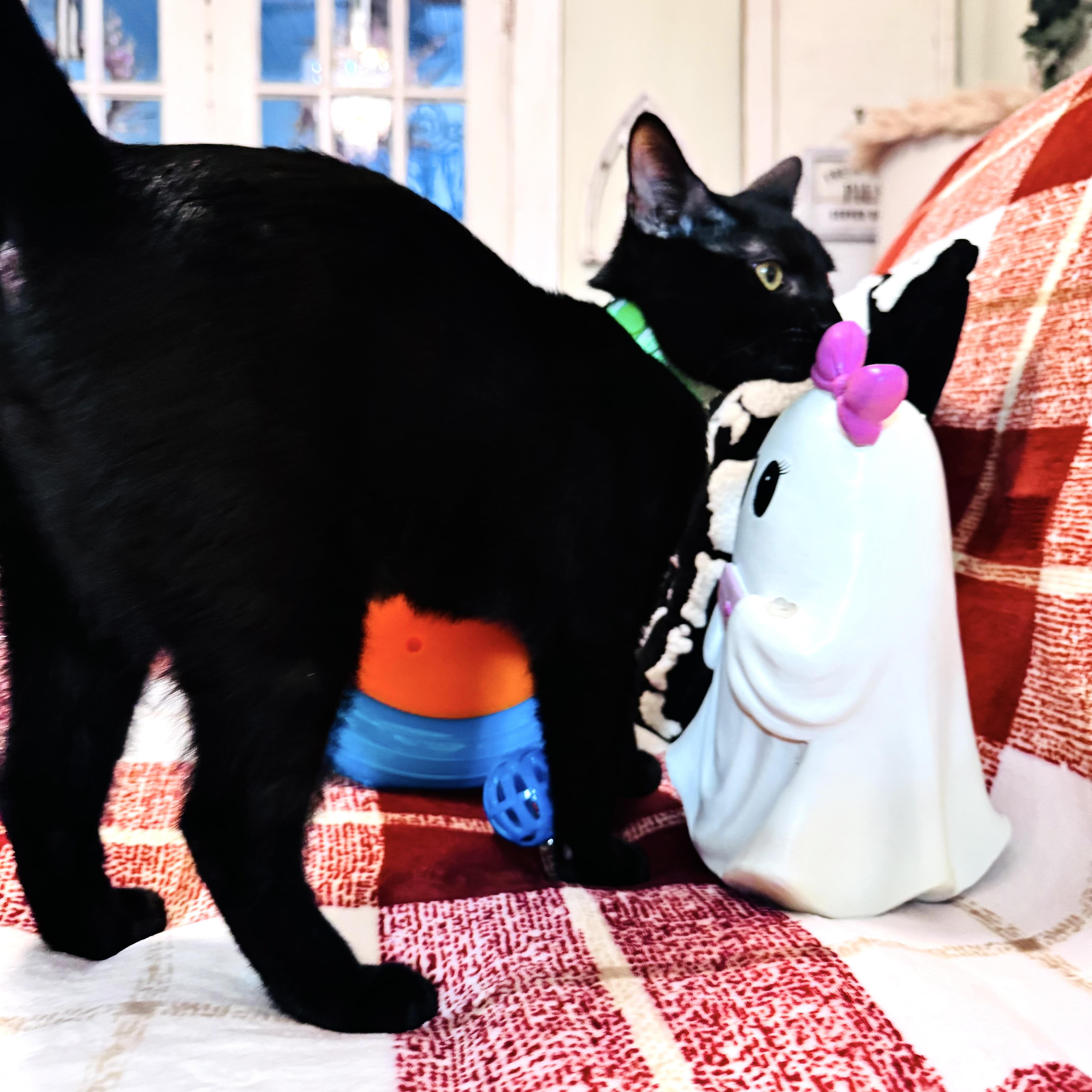 Pippin thumbnail 3