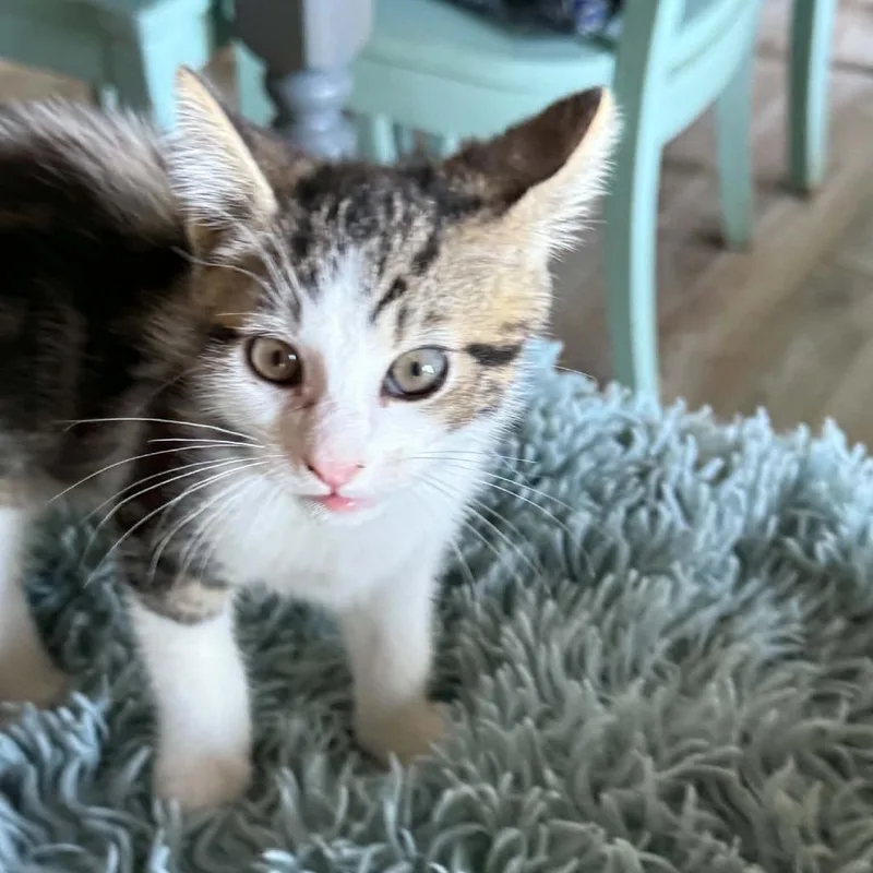 A baby small-sized male Domestic Short Hair cat named Storm for adoption in Allyn, WA