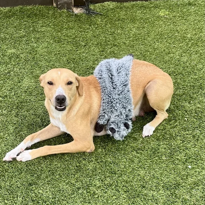 Nova