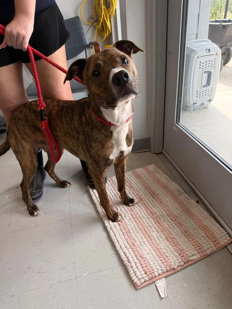 A young medium-sized male Mixed Breed dog named Tito for adoption in Denham Springs, LA